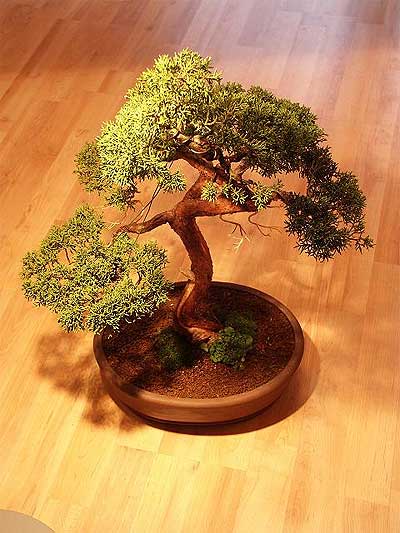 ithal bonsai saksi iegi  stanbul iek Sat iek maazas , ieki adresleri 