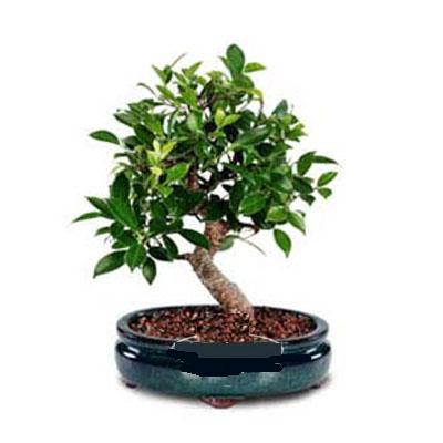 ithal bonsai saksi iegi  stanbul iek Sat iek siparii sitesi 