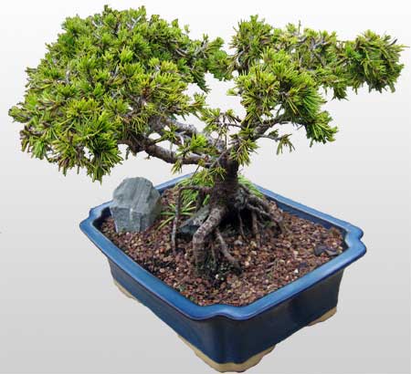 ithal bonsai saksi iegi  stanbul iek Sat ieki maazas 