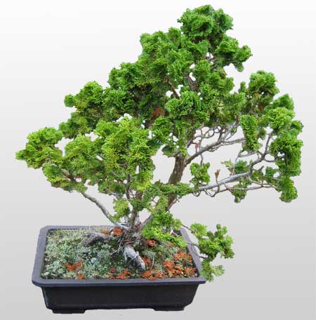 ithal bonsai saksi iegi  stanbul iek Sat nternetten iek siparii 