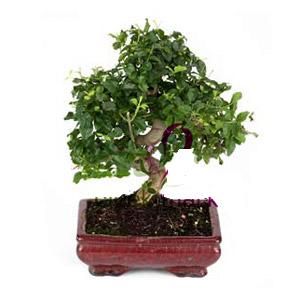 ithal bonsai saksi iegi  stanbul iek Sat anneler gn iek yolla 