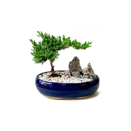 ithal bonsai saksi iegi  stanbul iek Sat iek gnderme 