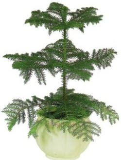 Araucaria Heterophylla i mekan saks  stanbul iek Sat iek maazas , ieki adresleri 