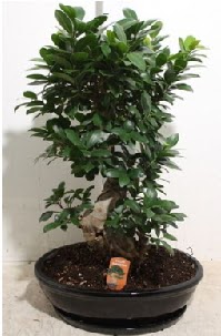 75 CM Ginseng bonsai Japon aac  stanbul iek Sat hediye iek yolla 