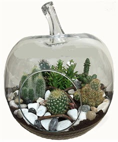 Terrarium tanzim elma camda 5 kakts  stanbul iek Sat iek siparii sitesi 