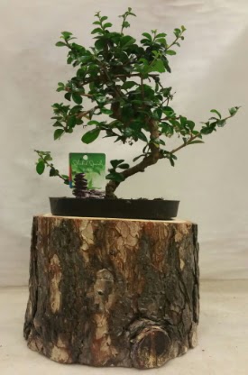 Doal ktk iinde bonsai japon aac  stanbul iek Sat nternetten iek siparii 