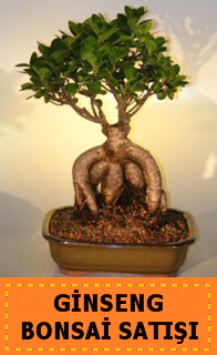 Ginseng bonsai sat japon aac  stanbul iek Sat cicek , cicekci 