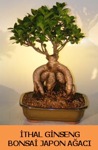 thal japon aac ginseng bonsai sat  stanbul iek Sat nternetten iek siparii 