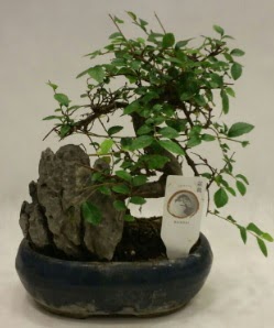 thal 1.ci kalite bonsai japon aac  stanbul iek Sat iek sat 