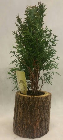 SINIRLI STOK Selvi Bonsai Doal ktkte  stanbul iek Sat nternetten iek siparii 