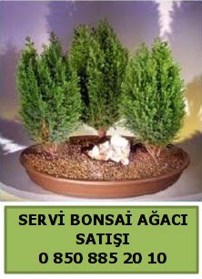 BONSA 3 L SERV BONSA AACI  stanbul iek Sat ieki telefonlar 