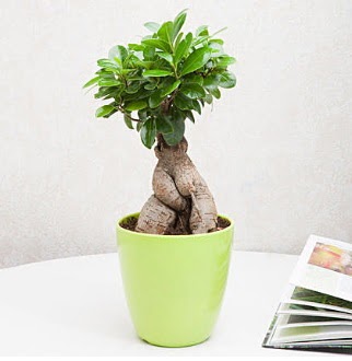 Ficus Ginseng Bonsai  stanbul iek Sat 14 ubat sevgililer gn iek 