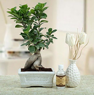 Ginseng ficus bonsai  stanbul iek Sat iekiler 