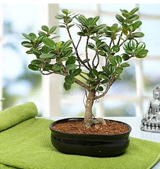 Lovely Ficus Iceland Bonsai  stanbul iek Sat anneler gn iek yolla 