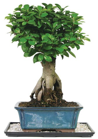 Bonsai Ginsing Grafted Ficus Bonsai  stanbul iek Sat iek yolla 