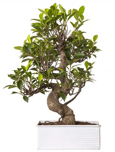 Exotic Green S Gvde 6 Year Ficus Bonsai  stanbul iek Sat iek gnderme sitemiz gvenlidir 