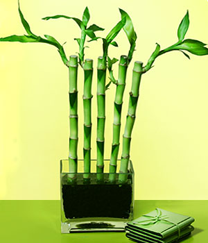  stanbul iek Sat 14 ubat sevgililer gn iek  Good Harmony Lucky Bamboo