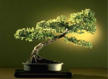 ithal bonsai saksi iegi  stanbul iek Sat ieki maazas 