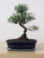 ithal bonsai saksi iegi  stanbul iek Sat iek siparii vermek 