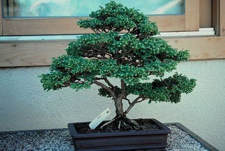 ithal bonsai saksi iegi  stanbul iek Sat 14 ubat sevgililer gn iek 