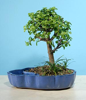 ithal bonsai saksi iegi  stanbul iek Sat iekiler 