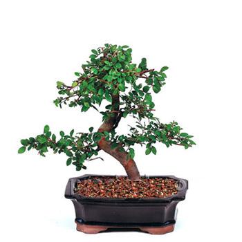 ithal bonsai saksi iegi  stanbul iek Sat iek siparii vermek 