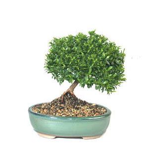 ithal bonsai saksi iegi  stanbul iek Sat cicekciler , cicek siparisi 