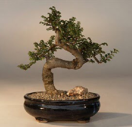 ithal bonsai saksi iegi  stanbul iek Sat 14 ubat sevgililer gn iek 