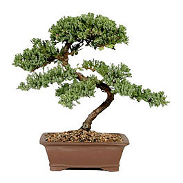 ithal bonsai saksi iegi  stanbul iek Sat iek gnderme sitemiz gvenlidir 